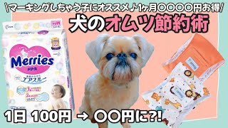 犬のオムツ節約術1日〇〇円でとっても経済的♪【マーキング対策】