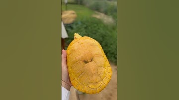 Amazing Albino Turtle!! #shortvideo #babyturtle #viral #shorts