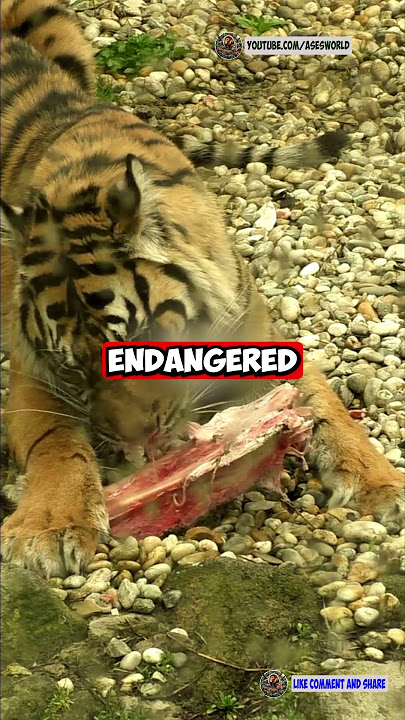 🐅 The Sumatran Tiger – The Last Majestic Tiger of Indonesia! 🌿🔥