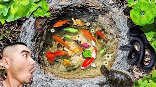 Best of Catching Colorful Tiny Fish, Turtle, Gold Fish in Tiny Ponds