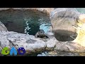 【生後1カ月】初めてのプール掃除にびっくりするターボ