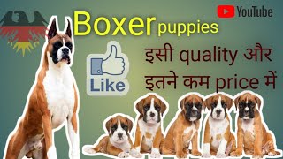 BOXER dog puppy available for sale ! ऐसे price में आपको boxer dog puppy और कहीं नहीं मिलेंगे।।