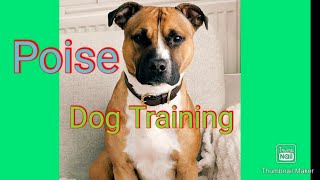 Dog Training. Teaching a Staffordshire Bull Terrier Attention to name. #staffy #dogtraining