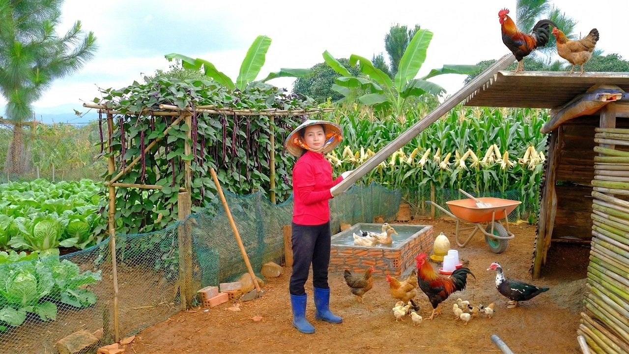 Repair And Clean The Chicken Coop In The Cold Season – Keep Poultry Warm And Healthy - Harvest Farm