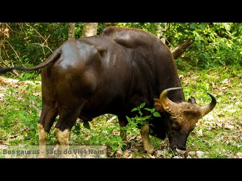 Video: Bò rừng: các loại và ảnh