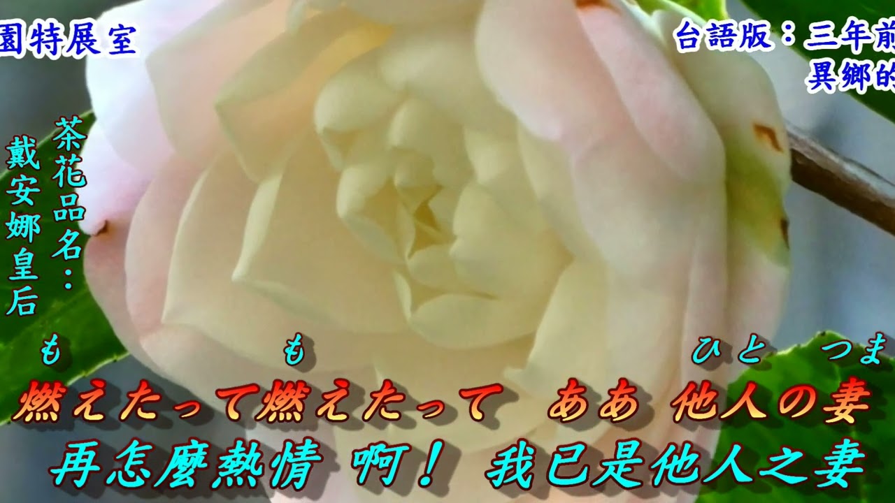 さざんかの宿(山茶花旅館)1982(日語~大川栄策 + 翻譯)銘哥翻唱[台語版：三年前的戀夢(方瑞娥)；異鄉的夜港邊(林淑貞)］