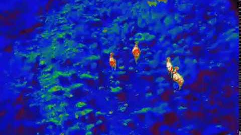 Cattle Count & Herding with Thermal Drones