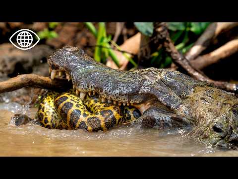 Caiman vs. Anaconda: Who Dominates the Waters of the Amazon? ⎮Wildlife Documentary⎮BF