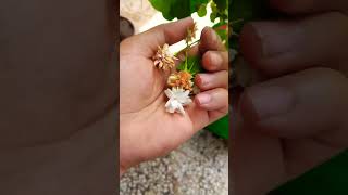 How to get more flower on Jasmine plant मोगरा