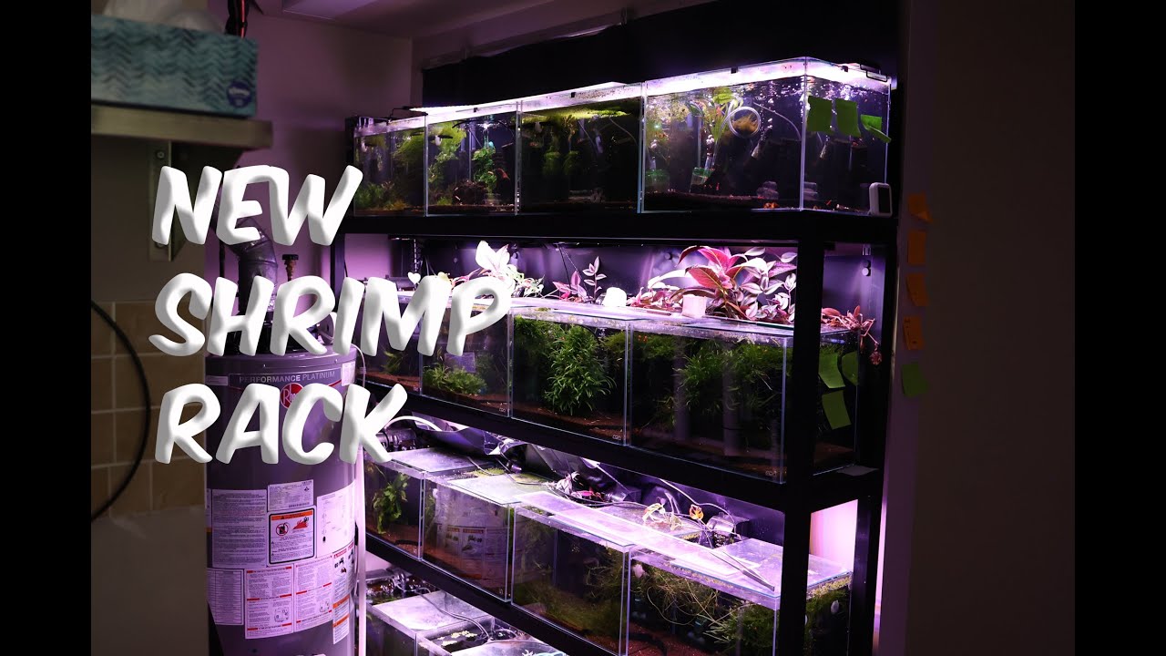 New Shrimp Rack Caridina - YouTube