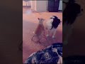 Animal Version Of Everything I Do I Do It For You Brandy 