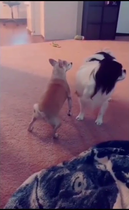 Animal version of everything i do (i do it for you) - brandy