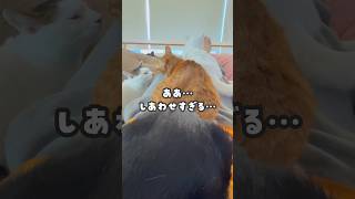 しあわせの重み #俺の朝 #猫布団 #にこねこ