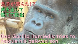 Gorilla Momotaro aloud and hurriedly tried to rescue his beloved son.Dad thought Kintaro had fallen.