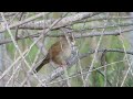 Cetti&#39;s Warbler - Cettia cetti - Ψευταηδόνι - Oroklini Lake 15/3/2020  Cyprus