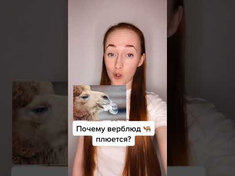 Почему верблюды плюются?