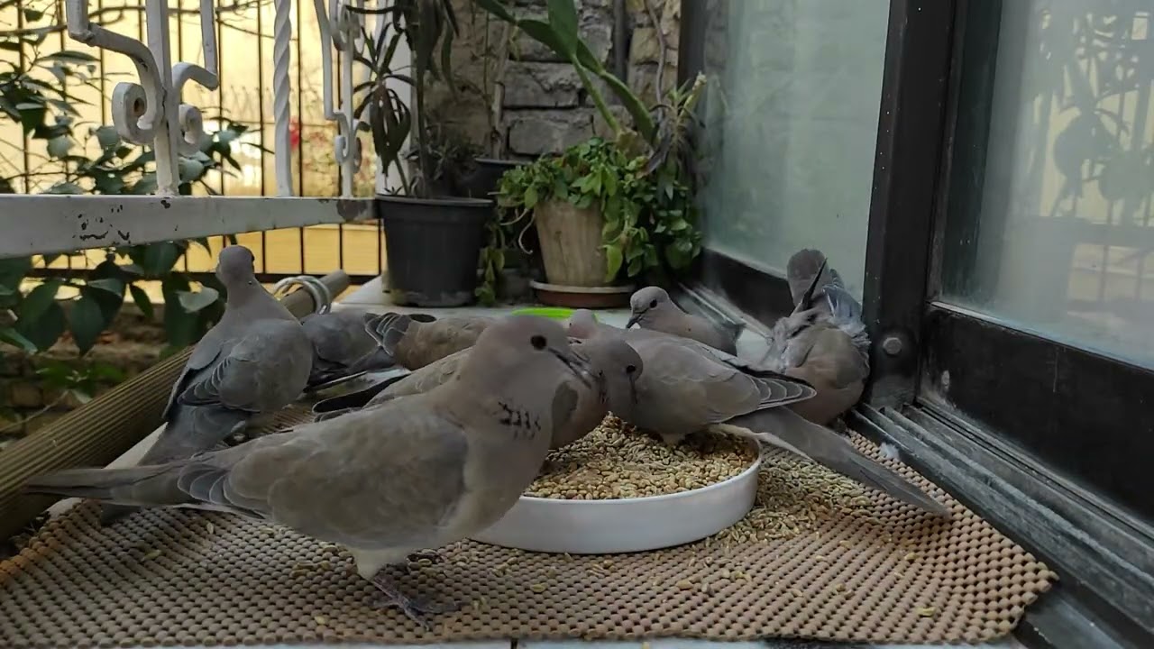 100 Birds, 0 Food… HELP! 🪶 #Shorts#Shorts #1Like1Seed #FeedTheBirds #BirdFeast #Viral #FYP