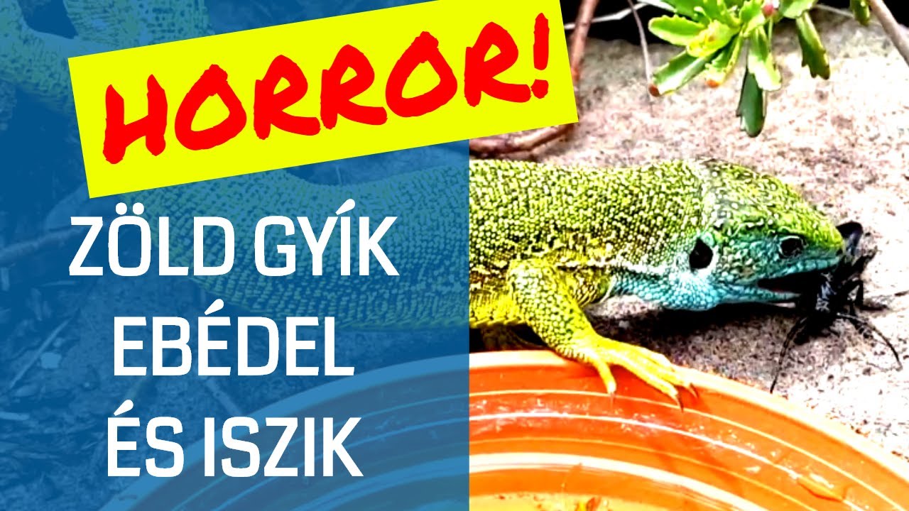 Gyík helminták, Belső élősködők: férgek