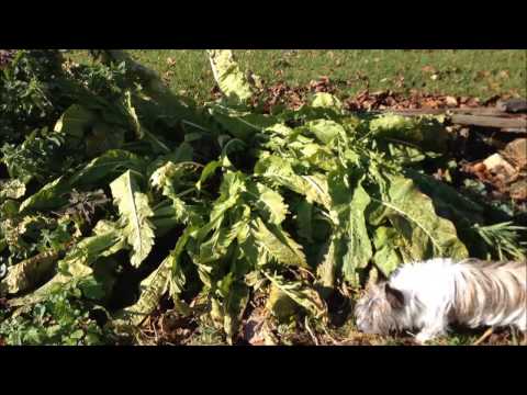 Video: Horseradish: Harvesting Planting Material