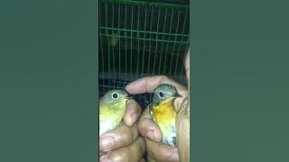 BURUNG MUGIMAKI JANTAN DAN BETINA “SERTA CARA MEMBEDAKAN NYA “