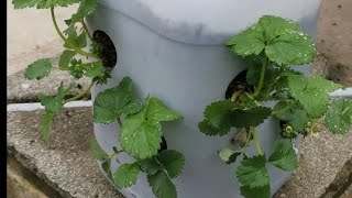 Strawberry plants in Water Container, Simple way to grow Strawberries at home