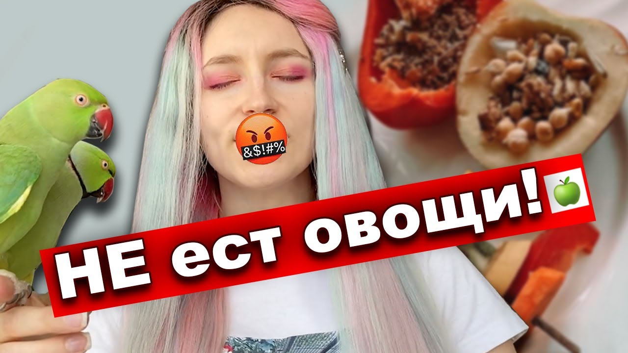попугай НЕ ЕСТ ФРУКТЫ!😭 Как научить волнистого попугая есть фрукты, овощи СОЧКУ ч1