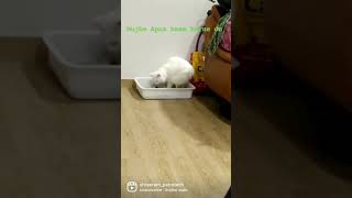 Potty Training  Snowbell my cat