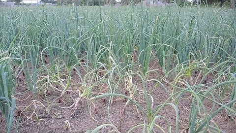 Managing onion diseases (Summary)