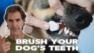 Brush Your Dog's Teeth  How and Why It's Important for Your Dog's Health