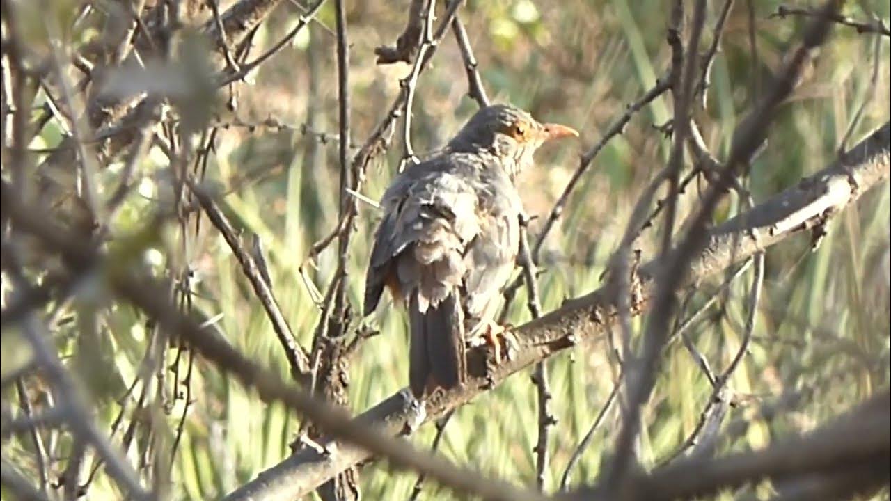 Bareeyed Thrush, Turdus tephronotus, Yabello, Ethiopia, 18 Jan 2015 (1
