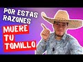 Por Estas RAZONES MUERE Tu TOMILLO Planta Aromatica Comestible || Huerto Citadino