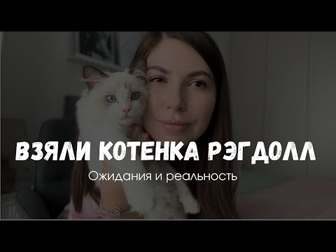Рэгдолл - отзыв о породе от владельцев, 2024