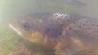 Pêche d'un saumon dans le Cotentin - Salmon fishing