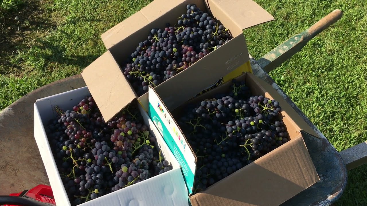 Marquette Grape Harvest 2021 YouTube