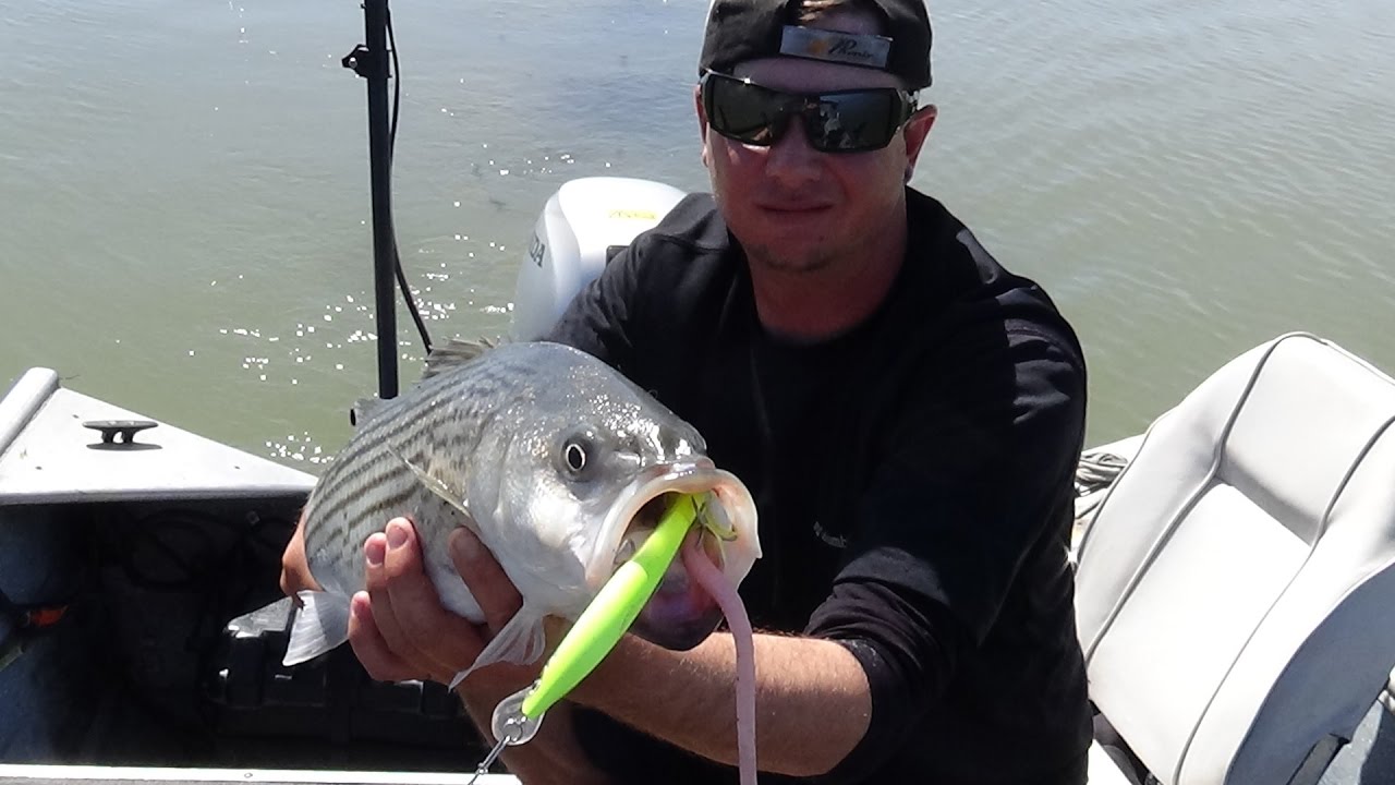 SPRING STRIPED BASS TROLLING  THE CALIF. DELTA ! 