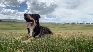 Can Border Collies be Trained for Search and Rescue Missions? by Border Collie USA No views 2 weeks ago 3 minutes, 42 seconds