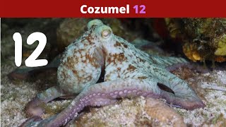 Cozumel part 12 - 2022 by Christy the Diver  22 views 1 year ago 3 minutes, 56 seconds