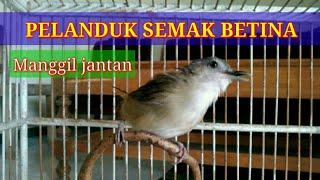 PELANDUK SEMAK BETINA Manggil jantan