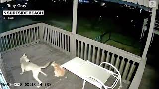 Cat fights off Coyote in Texas.