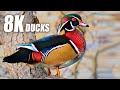 Ducks Animals Collection 8K TV HDR 60FPS ULTRA HD