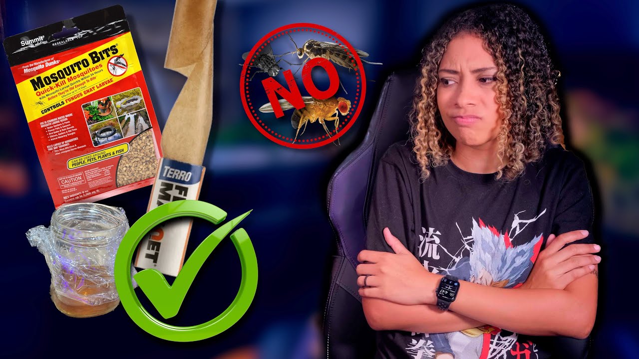 GNATS IN ENCLOSURES?! - 5 Quick Fixes - YouTube