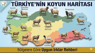 Hangi Bölge Hangi Koyun Irkı Ilık