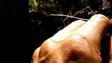 Weird Bug. mix of walking stick bug, assassin bug and mantis.