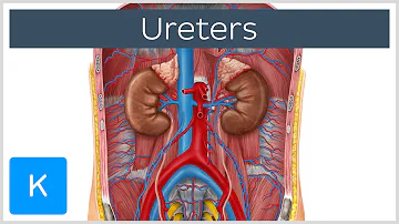 Was ist ein Ureter?