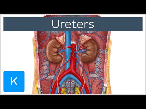 Video: Ureterfunktion, Anatomi & Definition - Kroppskartor