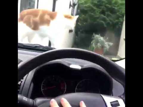 Cat gets scared by horn YouTube Cat gets scared by horn YouTube