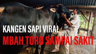 Sapinya Menagis Ketika Mbah Toro Datang sapi viral