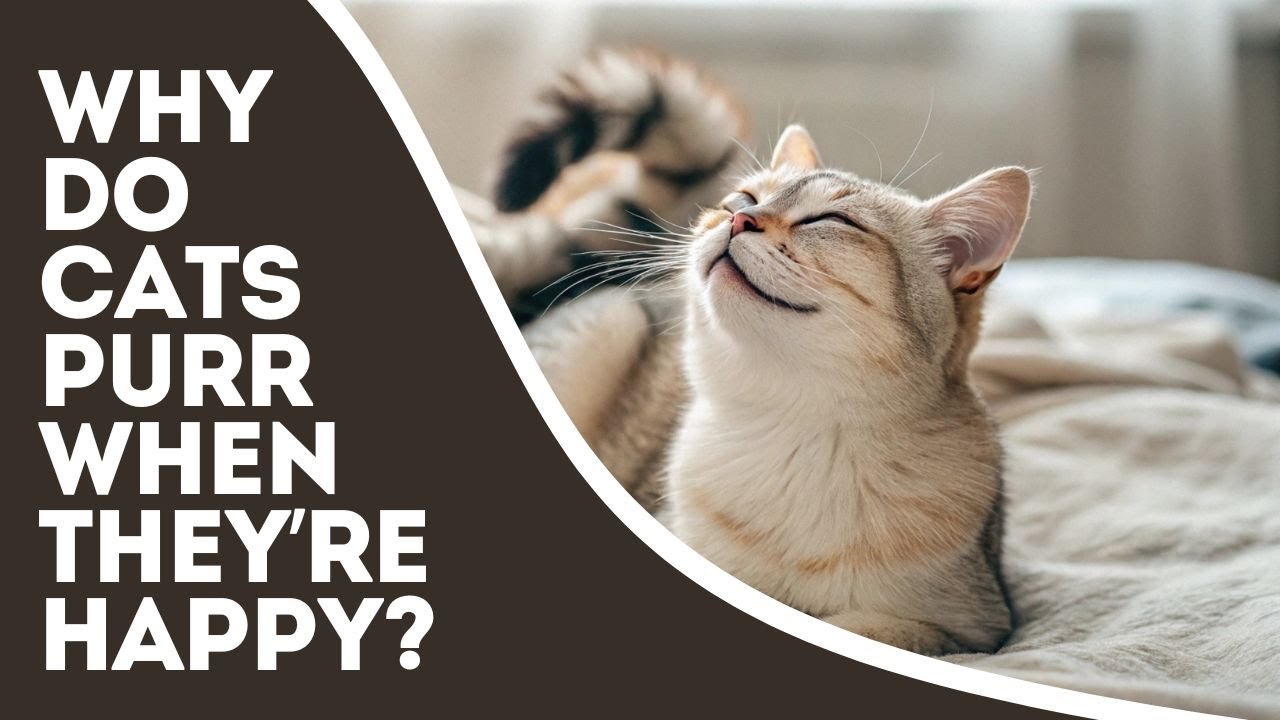 Why do cats purr when they’re happy? - YouTube