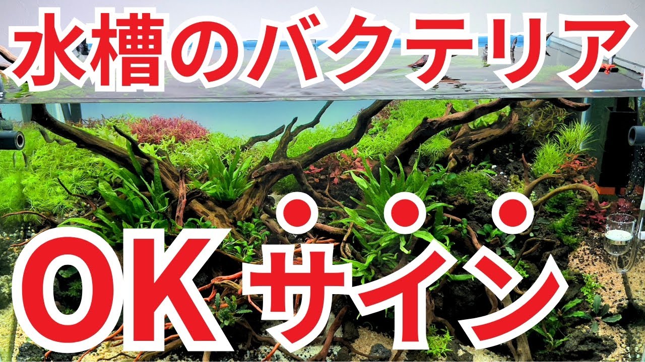 【目からウロコ】水槽にバクテリアが定着しているか見極める方法を教えます