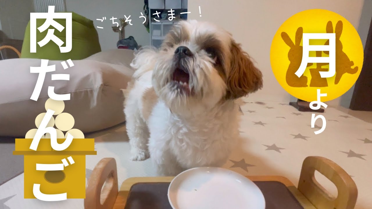 うん〇でたよ〜 シーズー maxresdefault.jpg